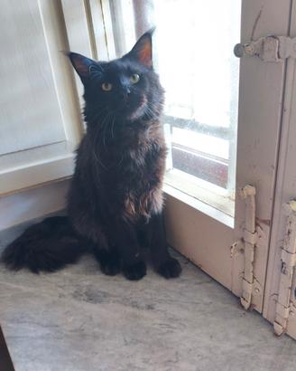 Maine coon