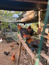 Galli araucana
