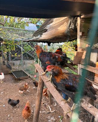 Galli araucana