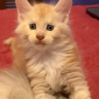 Cuccioli Maine Coon pedigree FIAF