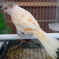 Canarini arlecchini portoghesi