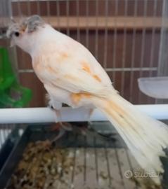 Canarini arlecchini portoghesi