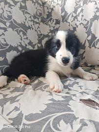 Border Collie