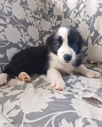 Border Collie