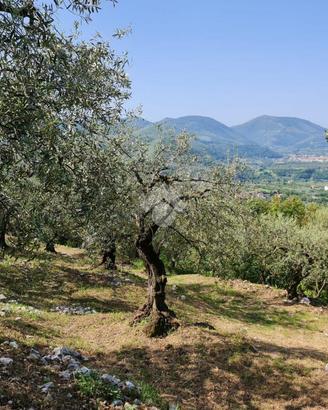 TER. AGRICOLO A SANT'AGATA DE' GOTI