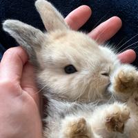 Coniglio piccolo