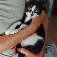 Dolci Gattini sterilizzati per adozione