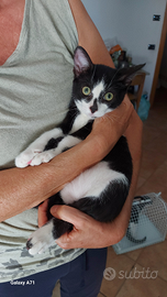 Dolci Gattini sterilizzati per adozione