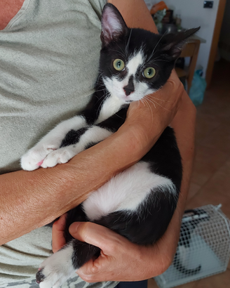 Dolci Gattini sterilizzati per adozione