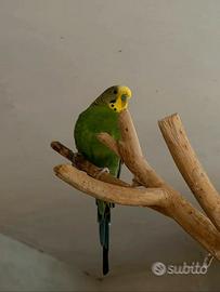 Cocorita