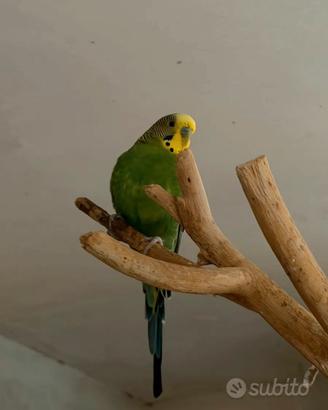 Cocorita