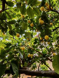 Buccia fine e Sorrento