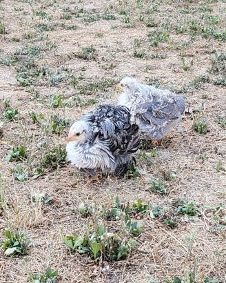 Galli e galline Animali da cortile