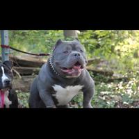 American bully adulto