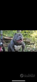 American bully adulto