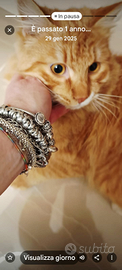 Gatto a pelo lungo arancio ??