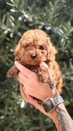 Cuccioli Barboncini Toy Red
