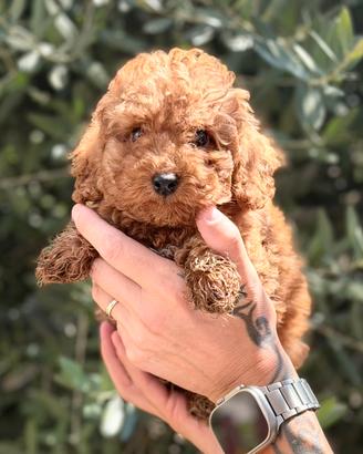 Cuccioli Barboncini Toy Red