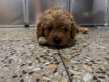 Due cuccioli barbone nano con pedigree