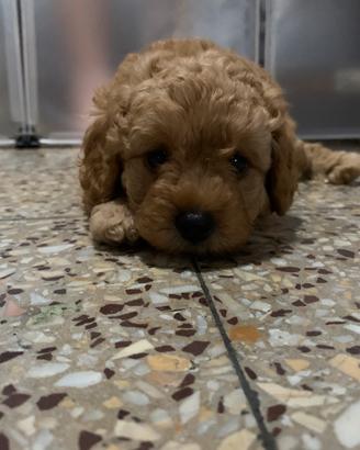Due cuccioli barbone nano con pedigree