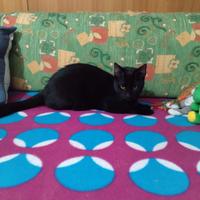 Tommy gattino 9 mesi