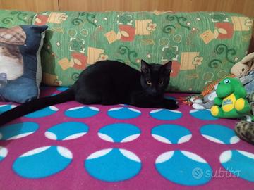 Tommy gattino 9 mesi