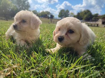 Maltipoo Toy champagne