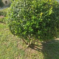 agrifoglio
