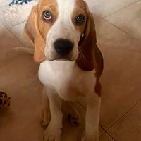 Cucciolo di beagle