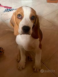 Cucciolo di beagle