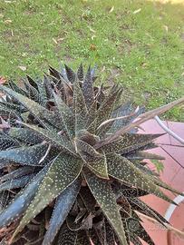 Piante grasse
