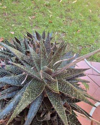 Piante grasse