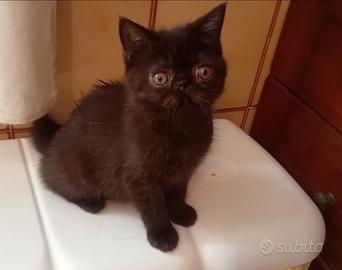 Gatti persiani exotic shorthair