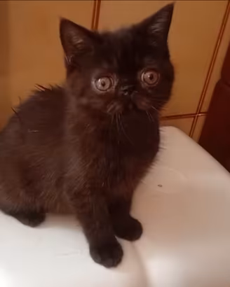 Gatti persiani exotic shorthair