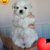 Mini. Maltipoo