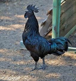 Gallo cemani