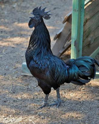 Gallo cemani