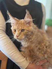 Gattino Maine Coon