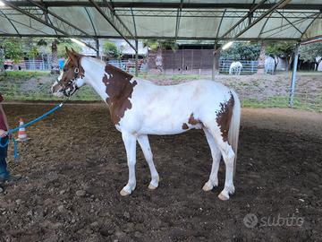 Cavallo