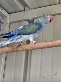 Coppia di parrocchetto dal collare cleartail