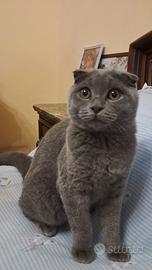 Gattini scottish fold
