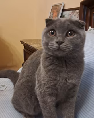 Gattini scottish fold