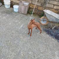 Cane cirneco