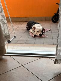 Cane più bull 7 anni