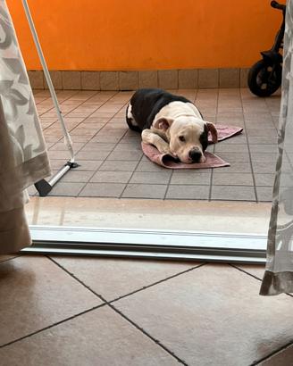 Cane più bull 7 anni