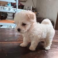 MaltesiNa toy