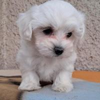 Maltese toy