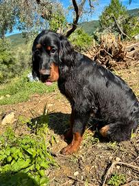 Setter gordon addestrato al tartufo
