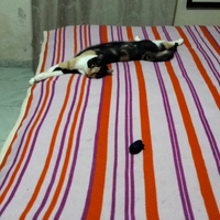 Sos Affido Dolce gattina tricolore