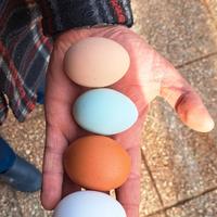 Pulcini uova colorate